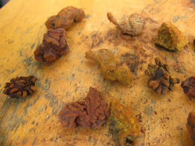 25 NATURAL FULL FOSSIL COPROLITE SPECIMEN  