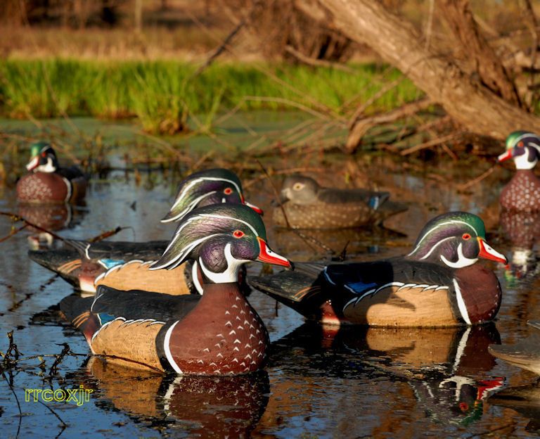   GREENHEAD GEAR GHG PRO GRADE WOOD DUCK DECOYS NEW 700905731350  