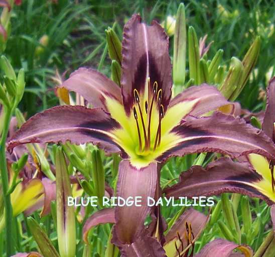 GREY WITCH   DF   L2G   Reed 1999   DAYLILY  