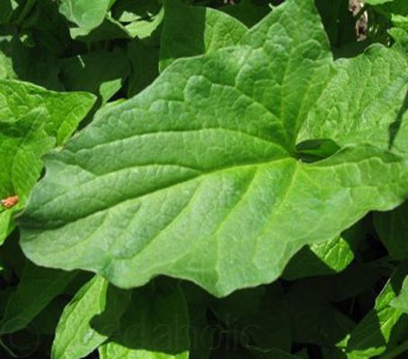 Chenopodium bonus henricus Good King Henry   210 seeds  