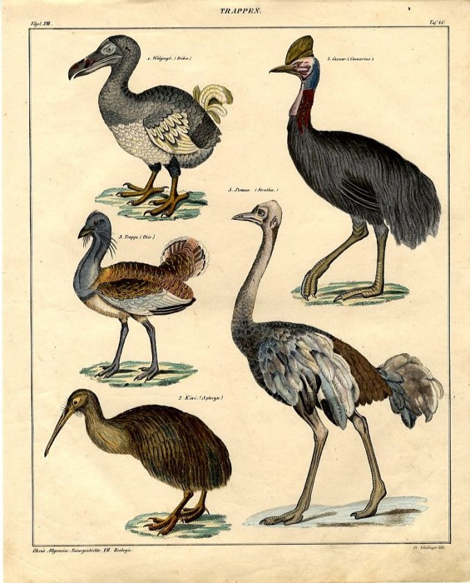   Bustard (Otis tarda), Casuar/Cassowary Bird (Casuarius indicus