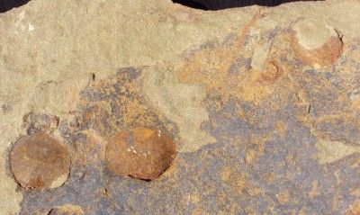 GRADE A BRACHIOPODS FOSSIL PLATE. MOROCCO  