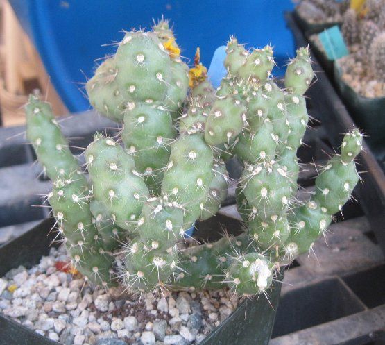 Grusonia villis Rare South American Cactus 5  