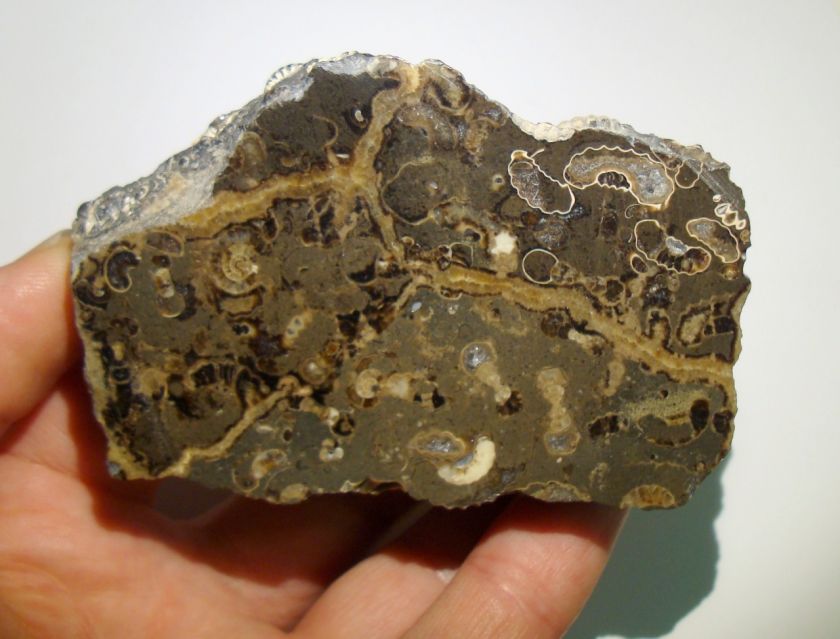   detail of the internal structures in this slab of dozens of ammonites