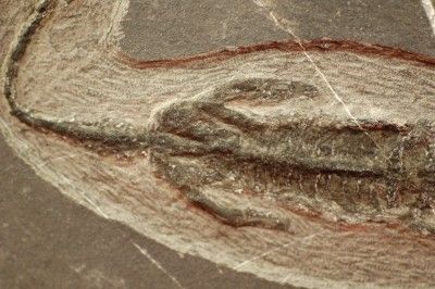 DETAILED KEICHOUSAURUS HUI TRIASSIC FOSSIL FROM CHINA#4  