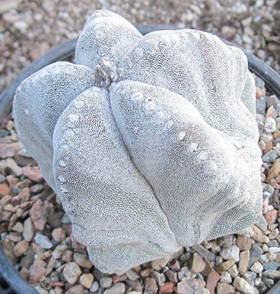 Astrophytum myriostigma Extra Large Bishops Cap 62  