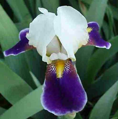 White Violet Bearded Irises rhizomes, iris flower bulbs  