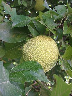 OSAGE ORANGE SEEDS HARD TO FIND L@@KY  