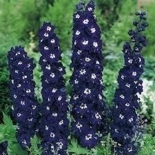 King Arthur Delphinium Seeds ~ New  