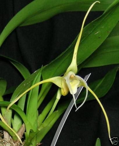 BIN Maxillaria arachnites Easy to Grow Mini NICE  