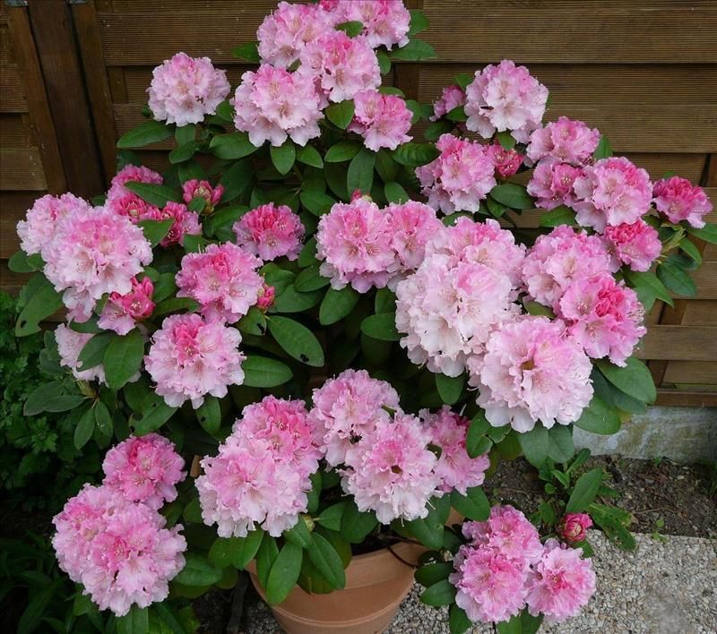 Rhododendron (Rhododendron) Shrub  