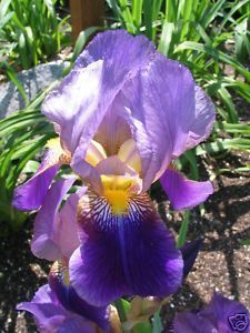 TALL BEARDED IRIS PLANT BULB RHIZOME  CROATICA  