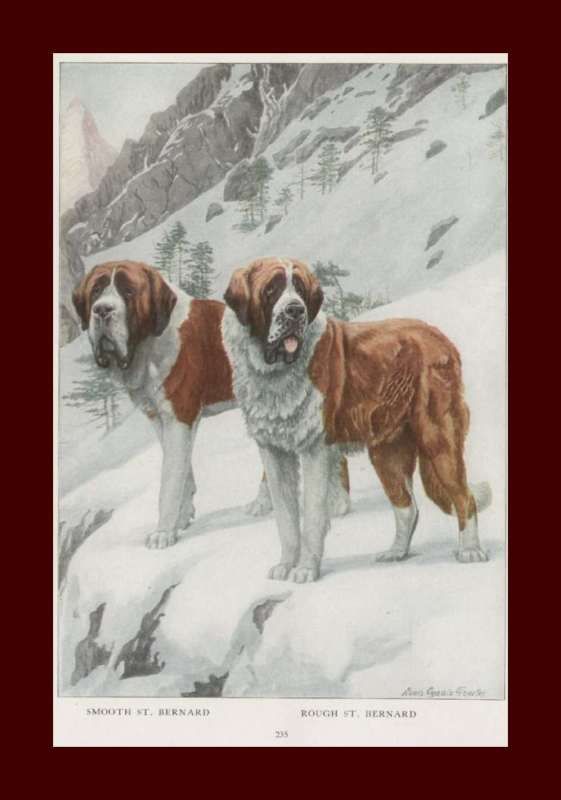 St. Bernard Dog, Color Fuertes Print, Authentic Vintage, 1919  