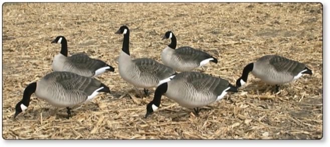 Dakota Decoy X Treme Canada Goose Full Body XFD FLOCKED – 6 Pack 