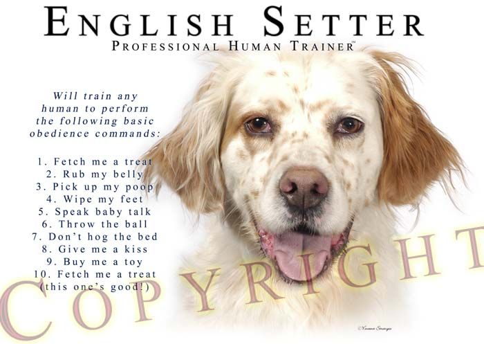 English Setter ORANGE Trainer T Shirt   S 3XL  