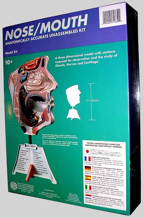   anatomy models with detailed interiors. Skill level 2 kit (glue